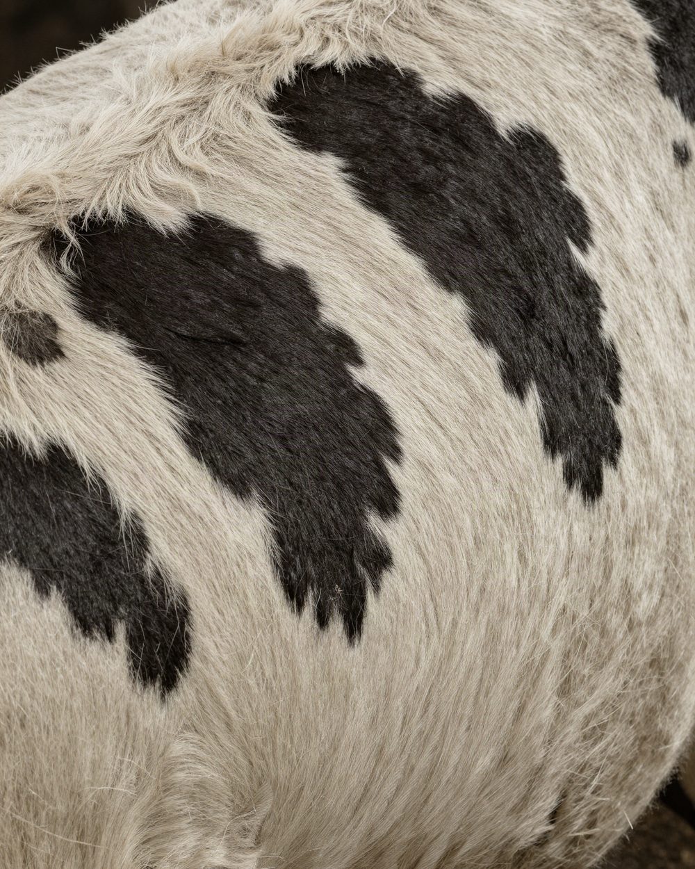 Hair-on Nguni hide with its natural black and white markings