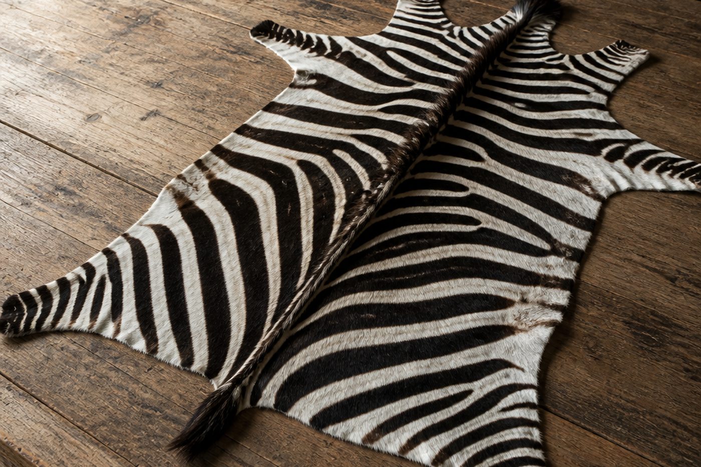Zebra hide showing the stripe field across the flank